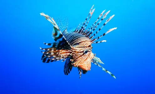 First Dive, First Discovery: Beginner Journeys in the Red Sea